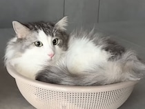 逆さにしてもそのまま!?  液体のように元の姿勢で落ち着く猫さんが面白すぎる