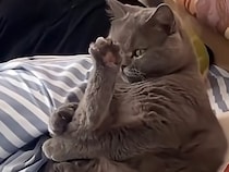 遊ぶ前にしっかり準備運動♪ ベッドでストレッチする猫さんが可愛い