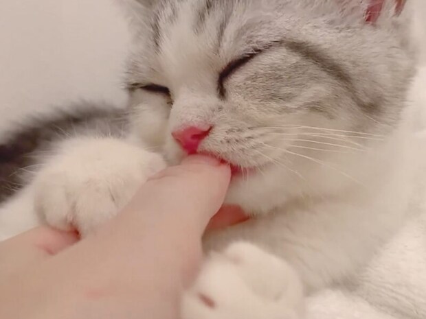 飼い主の指をギュッと抱えてチュパチュパ♡ 赤ちゃん気分が抜けない子猫さん