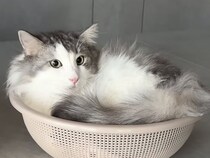 逆さにしてもそのまま!?  液体のように元の姿勢で落ち着く猫さんが面白すぎる