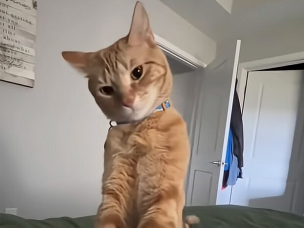 「今日はなんの日だと思う?」ベッドにやってきてお祝いを催促する猫さん