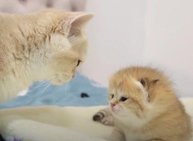 猫の妊娠期間って知ってる? 弟を見て驚く子猫さん。