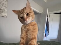 「今日はなんの日だと思う？」ベッドにやってきてお祝いを催促する猫さん