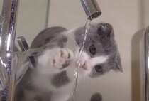 「ふむふむ、触ると冷たいの…」可愛い子猫のお水観察記。