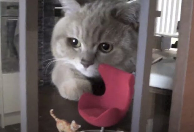 巨大猫の襲撃(笑) 家の中まで進入してやりたい放題!