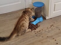 猫「ごはんが無限に出てくる〜！」 そうじゃないんだけど、イタズラが止まらにゃい