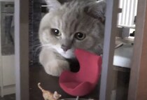 巨大猫の襲撃(笑) 家の中まで進入してやりたい放題！