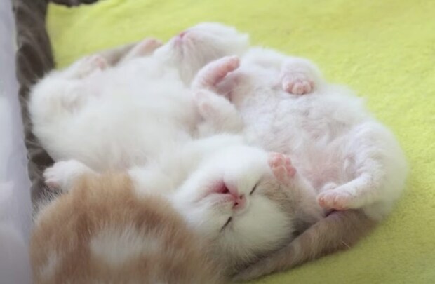 ふわふわ! 無防備だよ! お昼寝姿が可愛すぎる子猫さん。