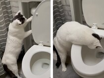 「よしっ！流すぞ〜！」猫さん、トイレの仕組みに興味津々。