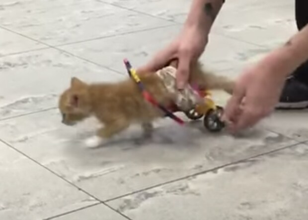 足が不自由な子猫に車椅子をプレゼント。嬉しそうに走り回る!