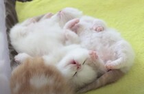 ふわふわ！ 無防備だよ！ お昼寝姿が可愛すぎる子猫さん。
