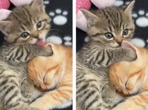 「お手入れ中ニャの」 可愛すぎる猫兄弟ちゃん