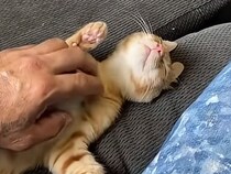 執事のように仕える飼い主、と王様気分の子猫さん♡ 甘やかされまくる寝顔に癒やされる