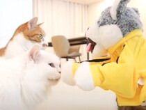 「また変なの持ってきたよぉ」猫さんたちに喜んでもらおうと奮闘する飼い主さん