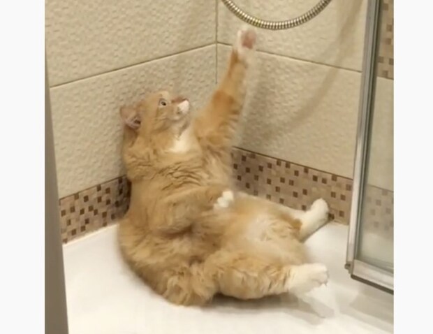 あれ? お湯が出てにゃいよ? シャワールームでくつろぐ猫。