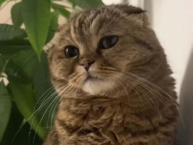 いつも「どうしたの?」と声をかけたくなる… 何気ない表情まで可愛い猫さんの魅力