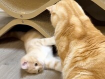 育児上手なお兄ちゃん猫♡ 子猫の遊びにとことん付き合う姿にほっこり