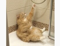 あれ？ お湯が出てにゃいよ？ シャワールームでくつろぐ猫。