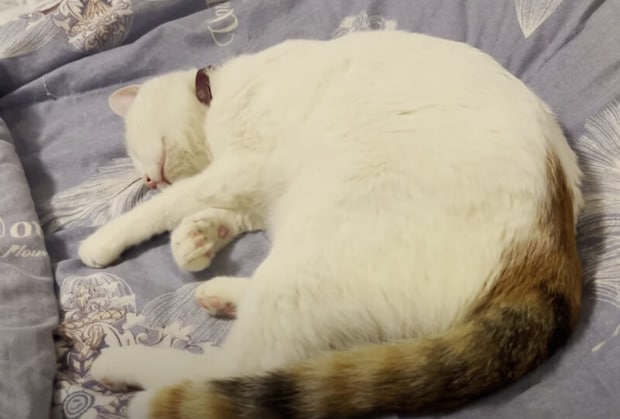 「初夢はなんだった？」寝ているはずの猫さん、夢を見ているのかいきなり走り出して…