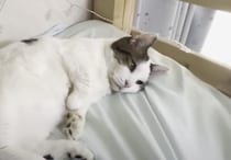 「絶対に退かん」反抗的する様子も可愛い猫さん