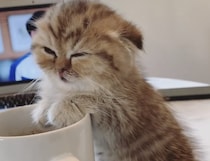 おっと、眠気が。。。コップのフチでウトウトする子猫さん