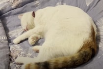 「初夢はなんだった？」寝ているはずの猫さん、夢を見ているのかいきなり走り出して…