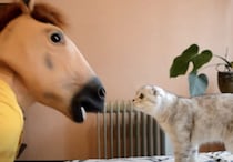 猫「ご主人様、 一体どうしたのかニャ？」 いきなり馬顔になって登場したら…