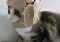 強そうに見える…かな？ ヒーローみたいに変身した猫ちゃん。