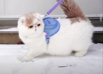 初めて雪を見た猫、ドキドキしながら外をお散歩！