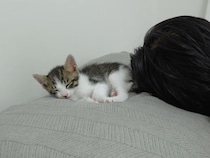 少しでも近くで寝たいんだもん！ 枕の上で熟睡する甘えん坊子猫