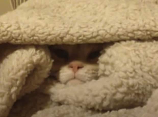 「寒くて無理にゃ…」布団から出る気ゼロの猫、表情が完全に人間