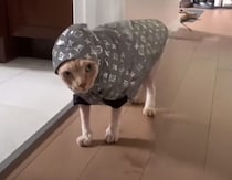 「嬉しくニャいよ！」 高級ブランドの服を着ても、不満そうな猫さん
