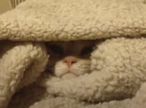 「寒くて無理にゃ…」布団から出る気ゼロの猫、表情が完全に人間