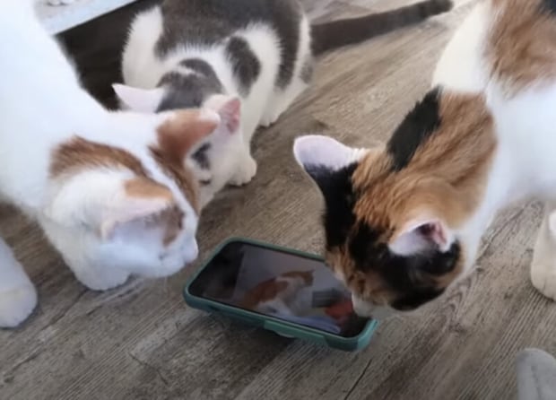 猫にネコ動画を観せてみたら、どんな反応をするかな？