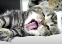 子猫たちのあくび！見てるとこっちまで眠くなる〜。