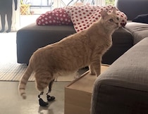 事故で脚を失った猫さん、義足で第二の猫生を！