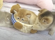 ベッドを取り合ったり、ママを取り合ったり… 元気いっぱいの子猫さん！