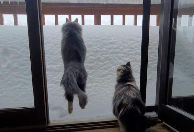 雪山を見た猫さん、好奇心を抑えきれずに思いっきりジャンプ！