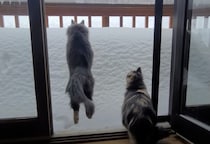 雪山を見た猫さん、好奇心を抑えきれずに思いっきりジャンプ！