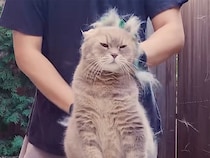 「猫1匹分できそう」一度のお手入れでこの量！？ スコティッシュの抜け毛事情