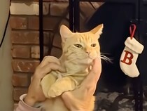 猫を連れて実家に帰ったら→孫のように可愛がられておばあちゃんたちが即デレ！