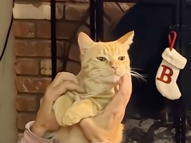 猫を連れて実家に帰ったら→孫のように可愛がられておばあちゃんたちが即デレ！