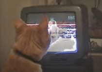 「猫パンチは、こう？」ボクシングに興味を持って真剣に練習開始！