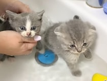 初入浴に挑戦した保護子猫たち、「一緒なら怖くない」とたくさん頑張ったよ