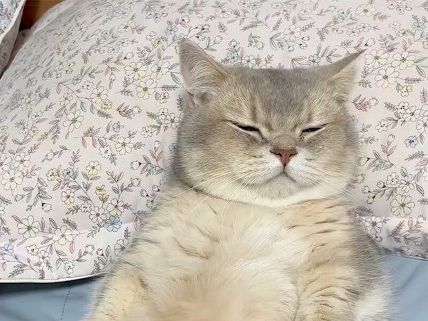 暖房いらず?猫が一緒に寝てくれる冬の夜が最高すぎた