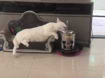 だらだらの極みだ！ ソファでくつろいだまま一歩も動かずにお水を飲む猫さん