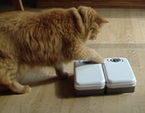 腹へったもんよ。タイマーを操作してゴハンを強引に取り出す猫