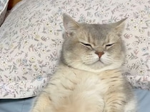 暖房いらず？猫が一緒に寝てくれる冬の夜が最高すぎた