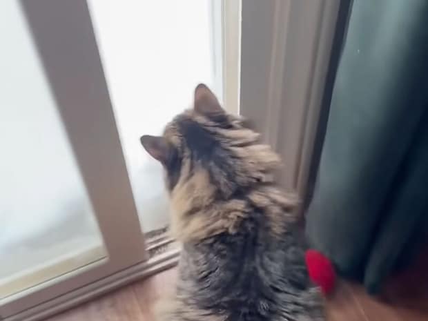 雪の日は暖かい部屋でおとなしく… のはずが雪の中を全力疾走！ 意外すぎる猫さんの行動