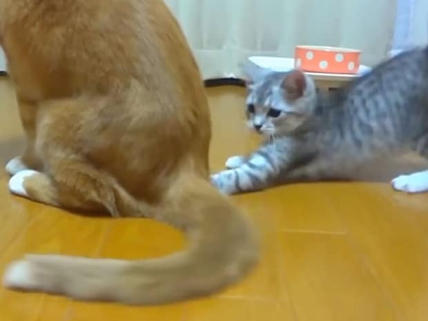 隙を狙って突撃！でも毎回お姉ちゃんに猫パンチで返される子猫さん